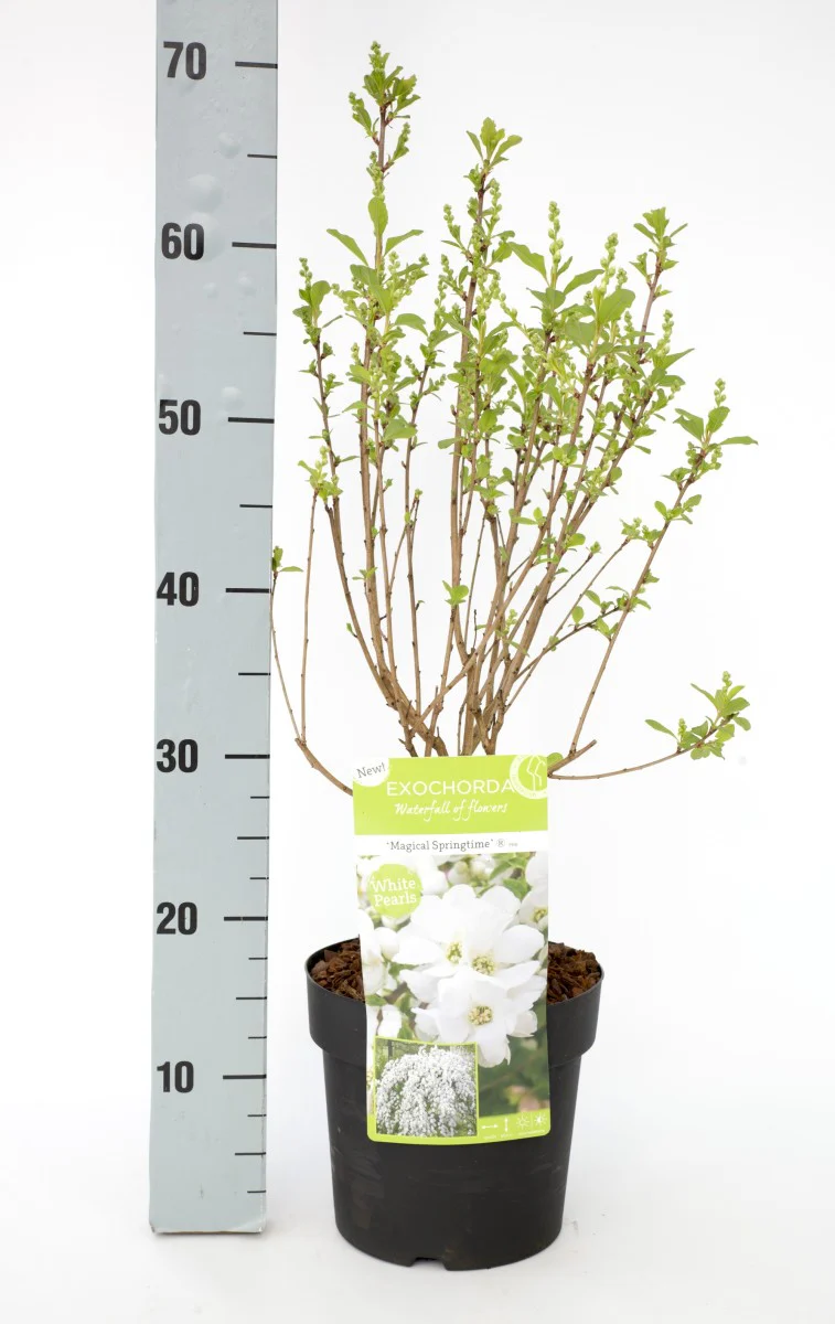 Exochorda rac. Magical Springtime - Image 4