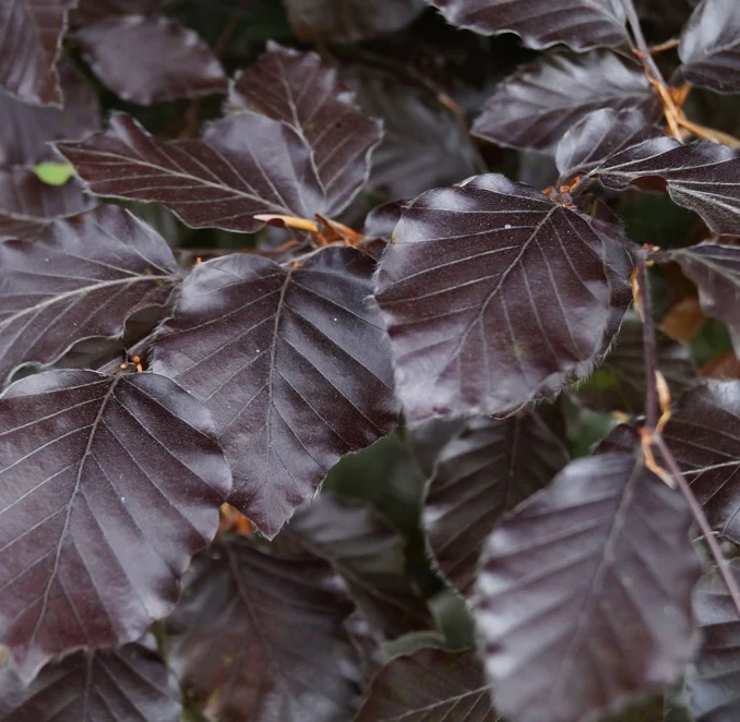 FAGUS S. ATROPUNICEA