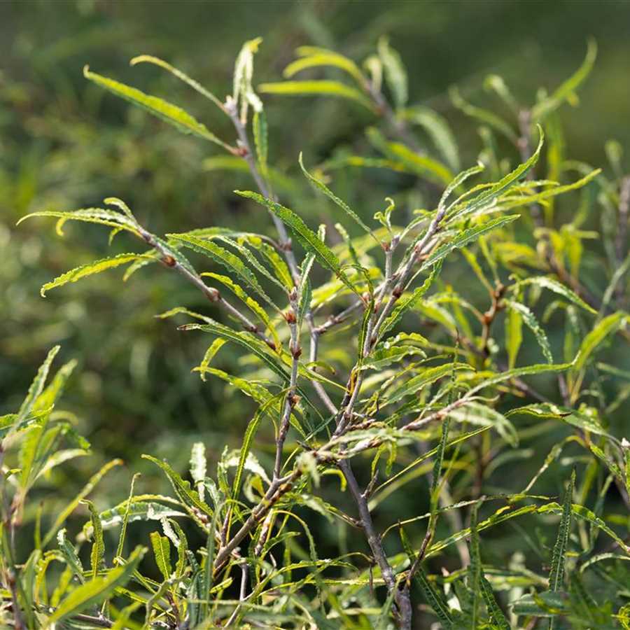 Fagus syl. Mercedes