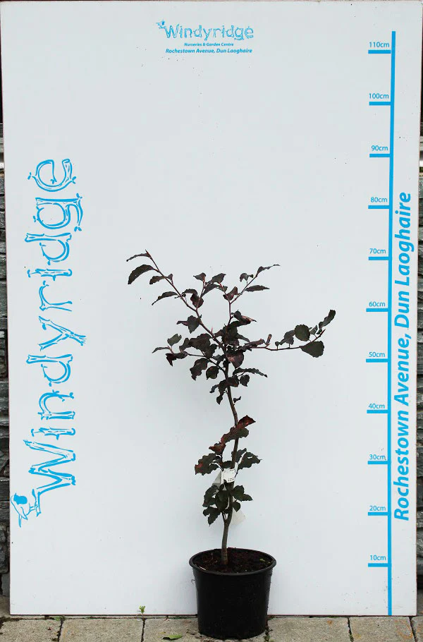 Fagus Syl. Purpurea