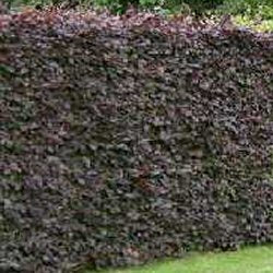 Fagus Syl. Purpurea - Image 2