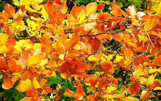 Fagus Syl. Purpurea - Image 4