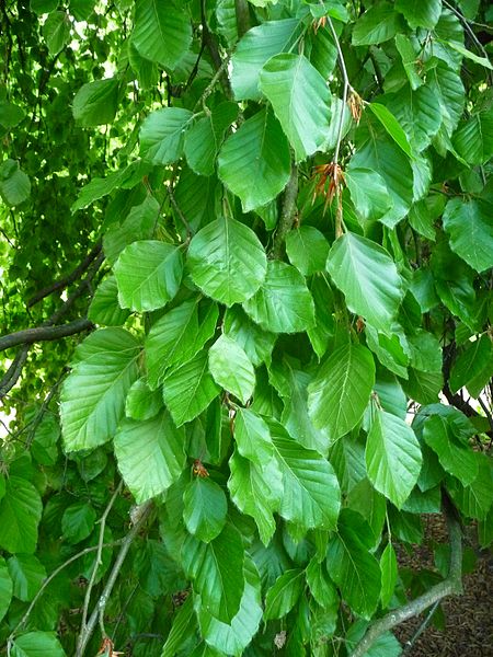 Fagus Sylivatica Hed