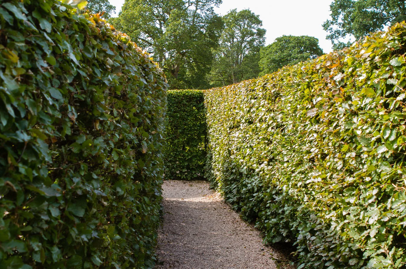 Fagus Sylivatica Hed - Image 2