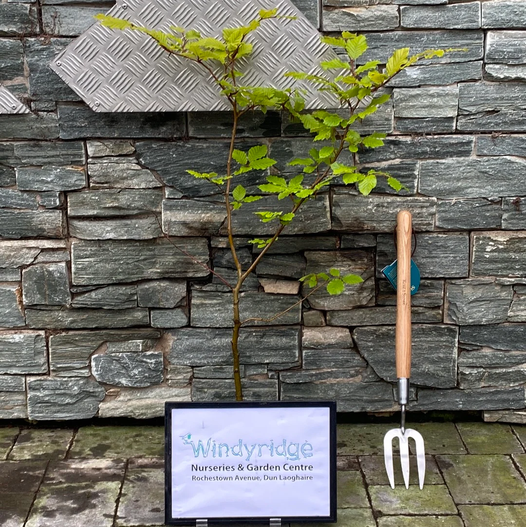 Fagus Sylivatica Hed - Image 3