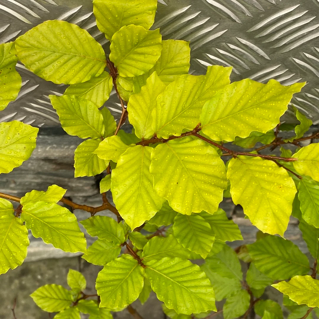 Fagus Sylivatica Hed - Image 4