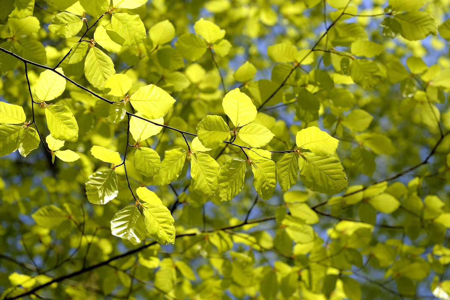 FAGUS SYLVATICA - Image 2