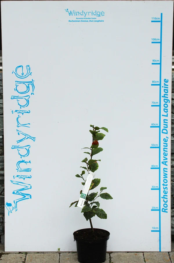 Fagus sylvatica - Image 2