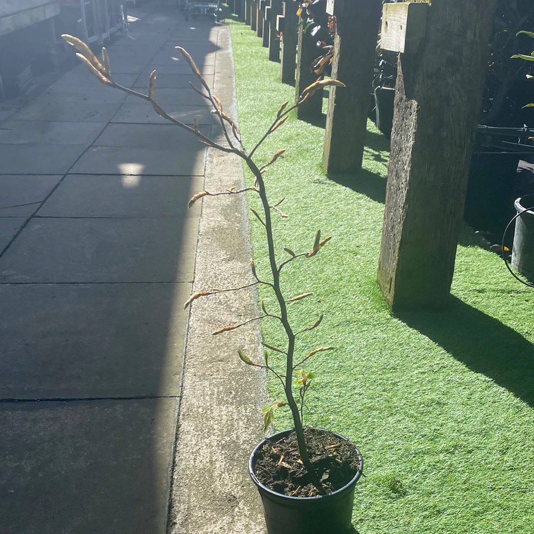 Fagus Sylvatica 2L - Image 2