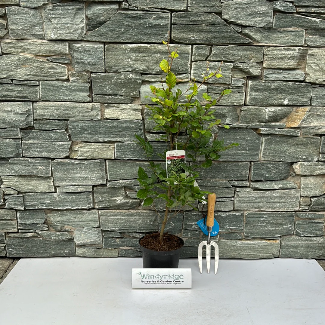 Fagus sylvatica - Image 3