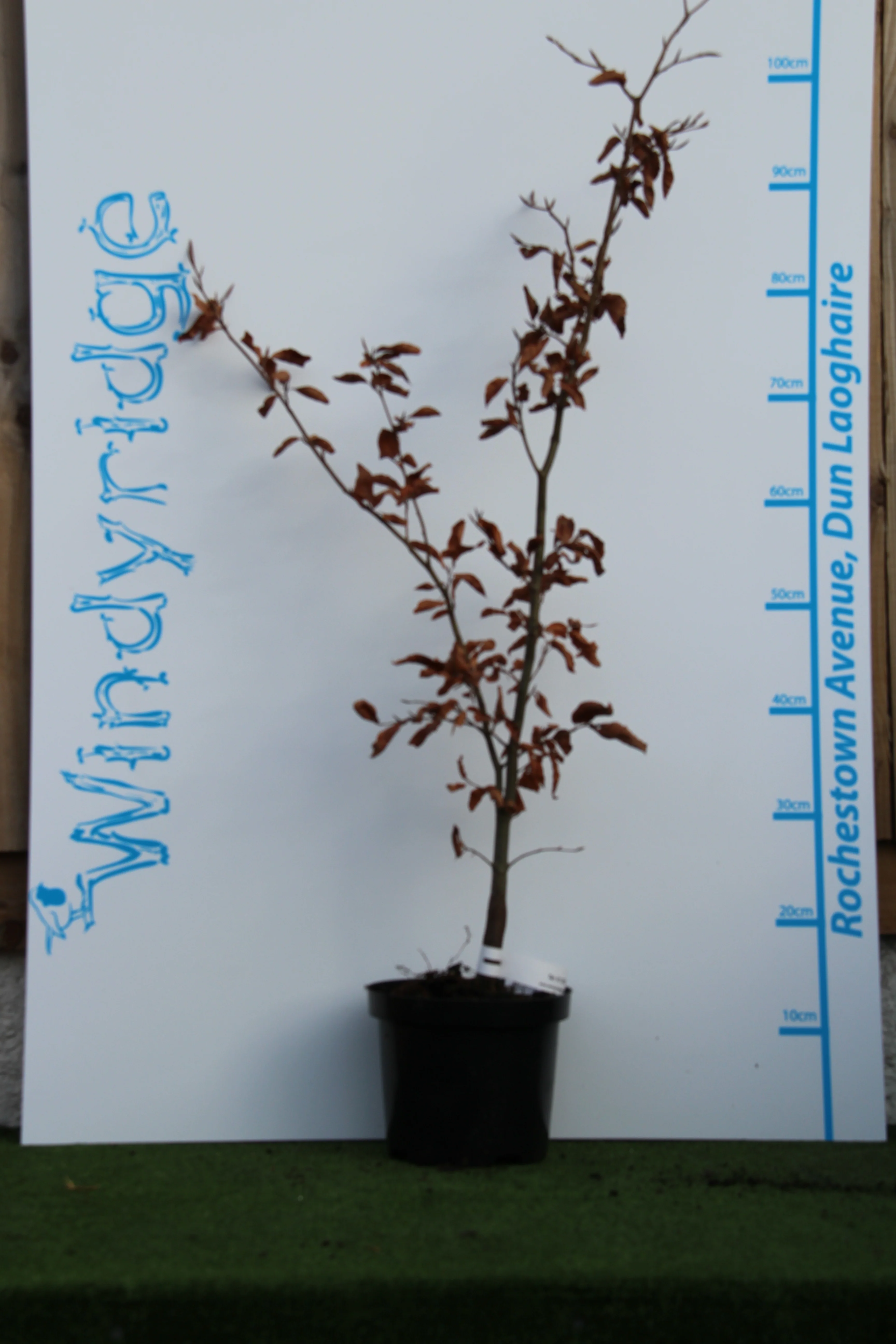 Fagus sylvatica Atropurea