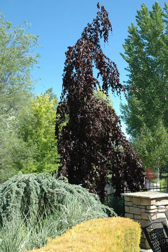 FAGUS SYLVATICA PURPLE FOUNTAIN