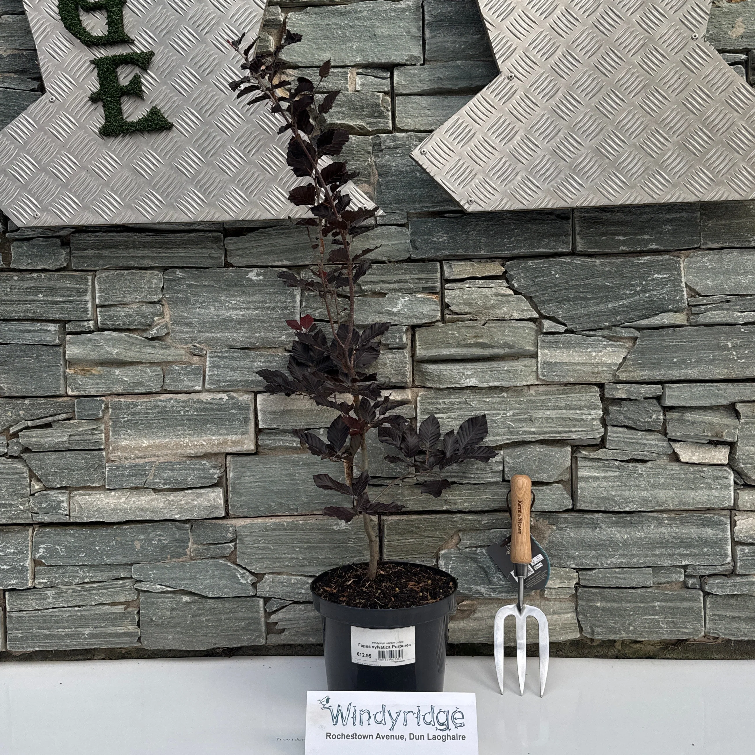 Fagus sylvatica Purpurea