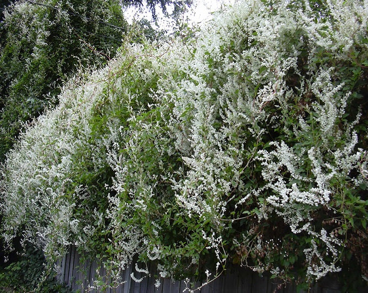 Fallopia aubertii