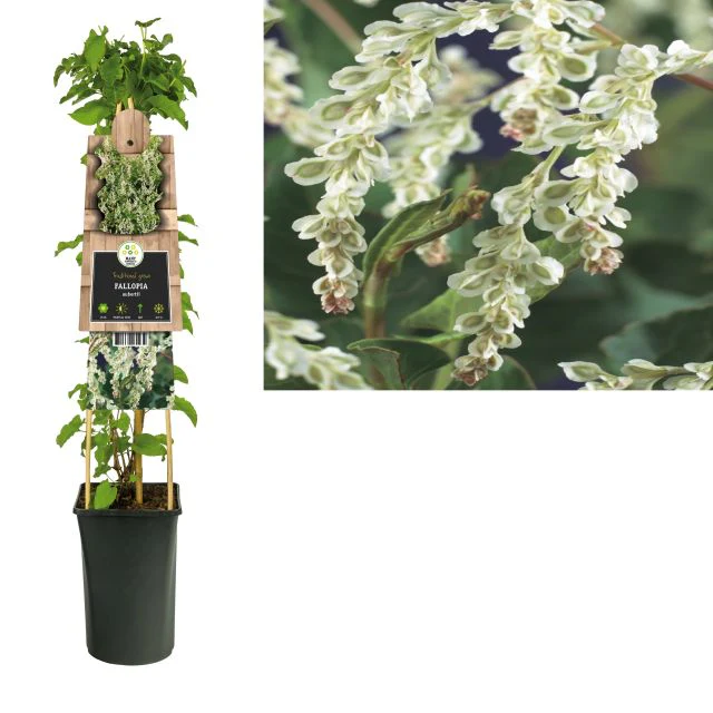 Fallopia aubertii - Image 2