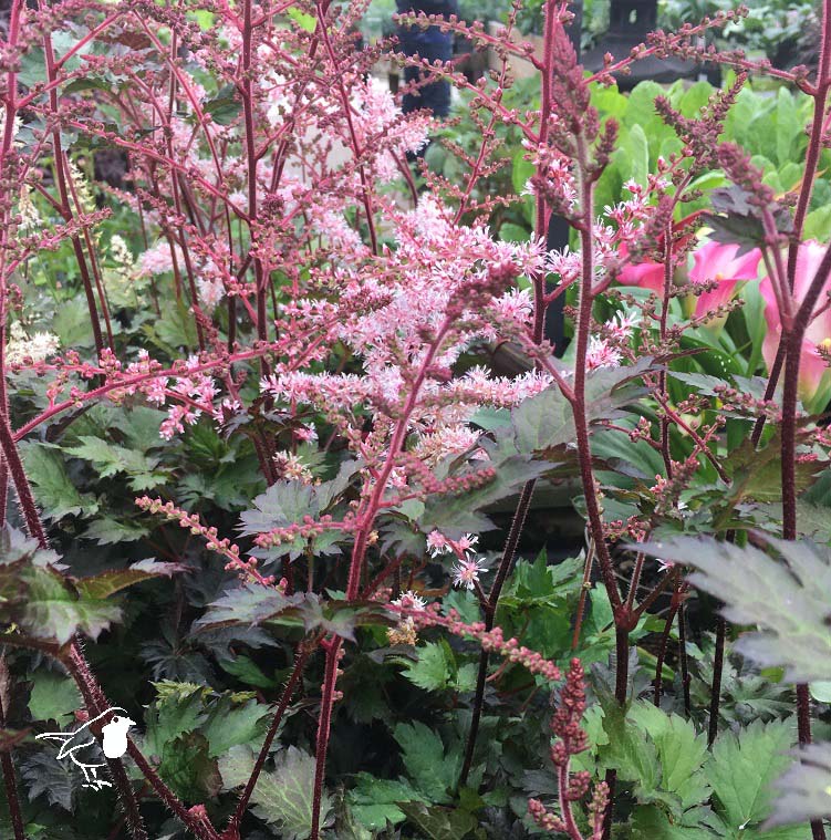 False Spirea Astilbe Delft Lace (3Ltr Pot)