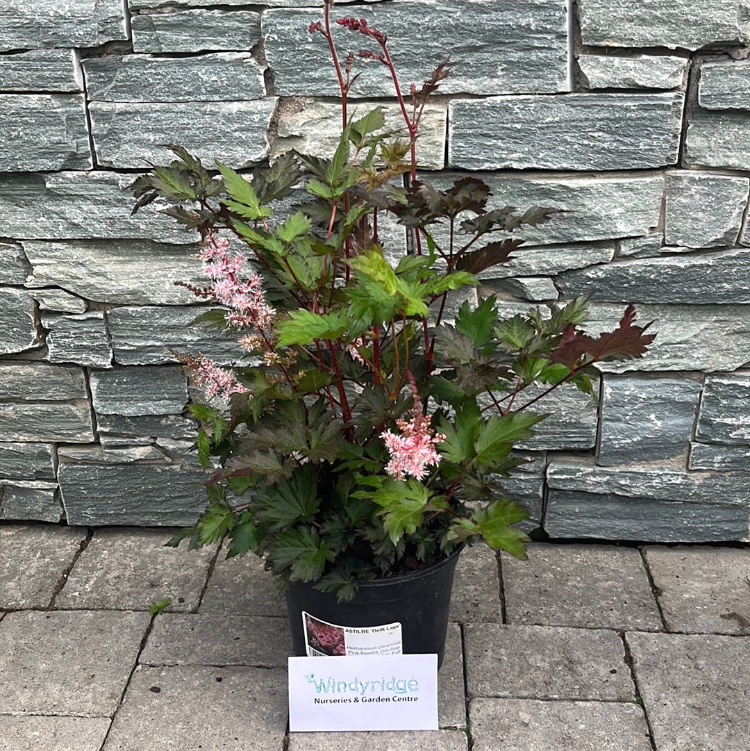 False Spirea Astilbe Delft Lace (3Ltr Pot) - Image 2