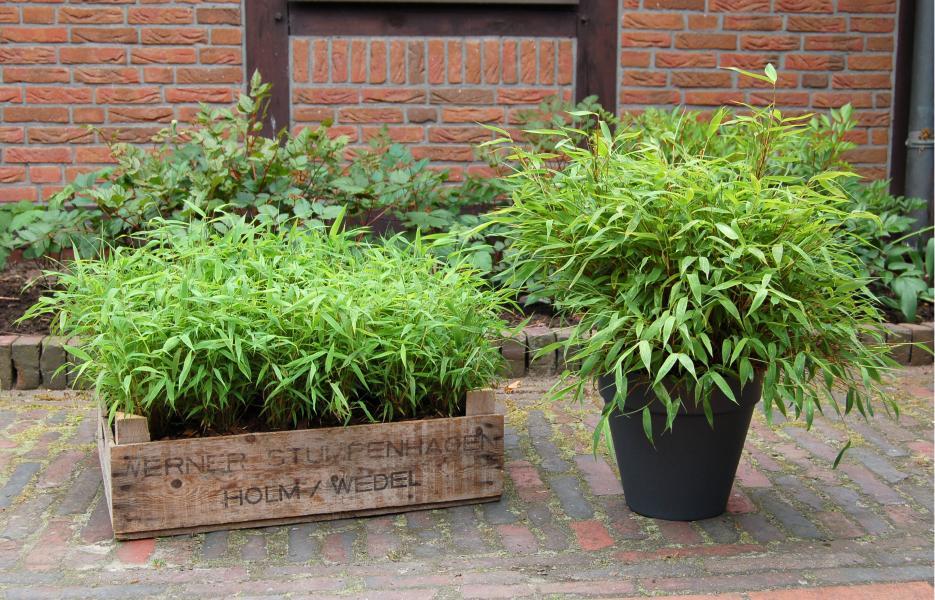 Fargesia mur. Luca  3 Ltr pot