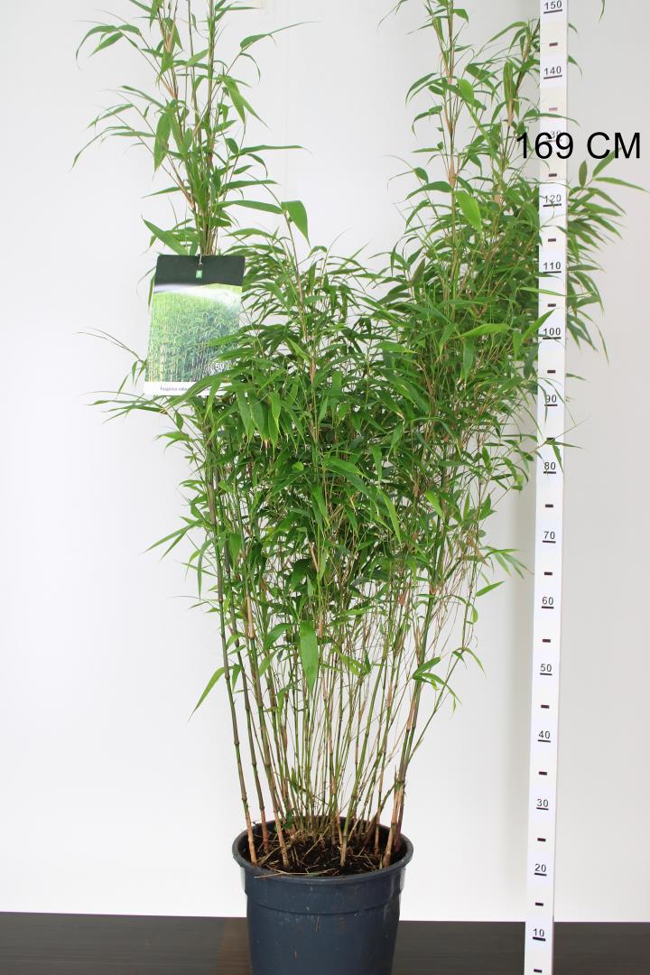 Fargesia robusta Formidable