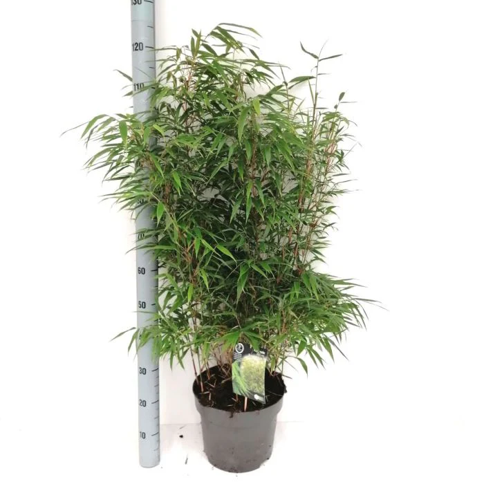 Fargesia robusta Formidable  10 Ltr pot - Image 2