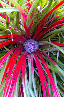 Fascicularia bicolor