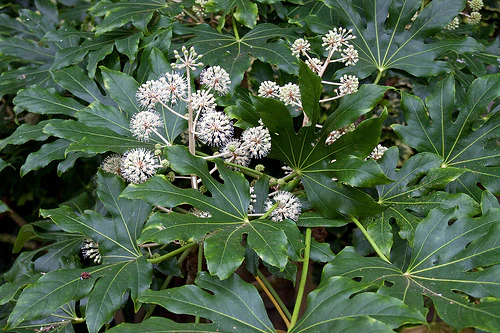 Fatsia japonica