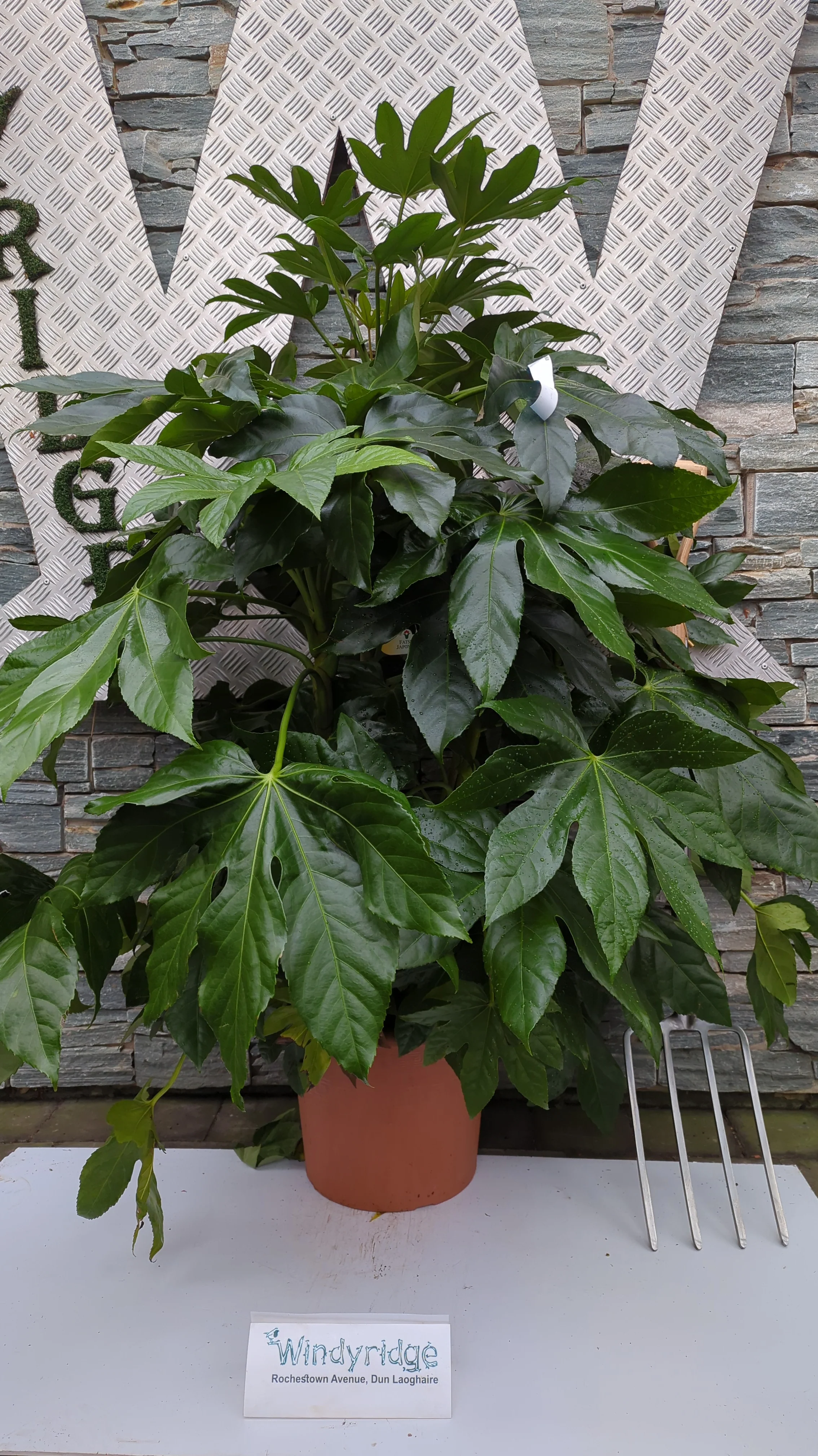 FATSIA   japonica - Image 2