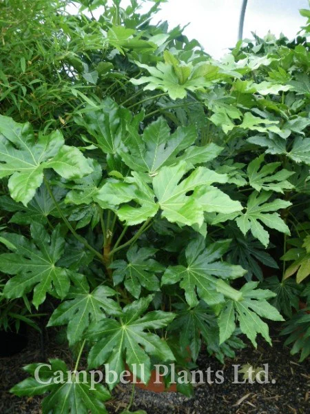 FATSIA   japonica - Image 4