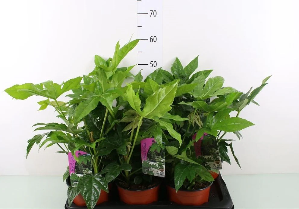 Fatsia japonica - Image 2