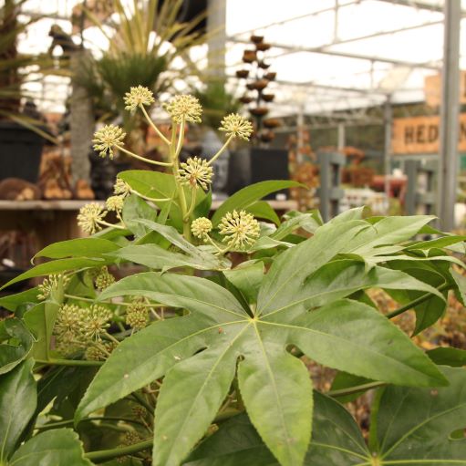 FATSIA japonica - Image 2