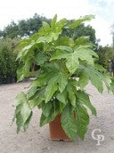 FATSIA japonica - Image 3