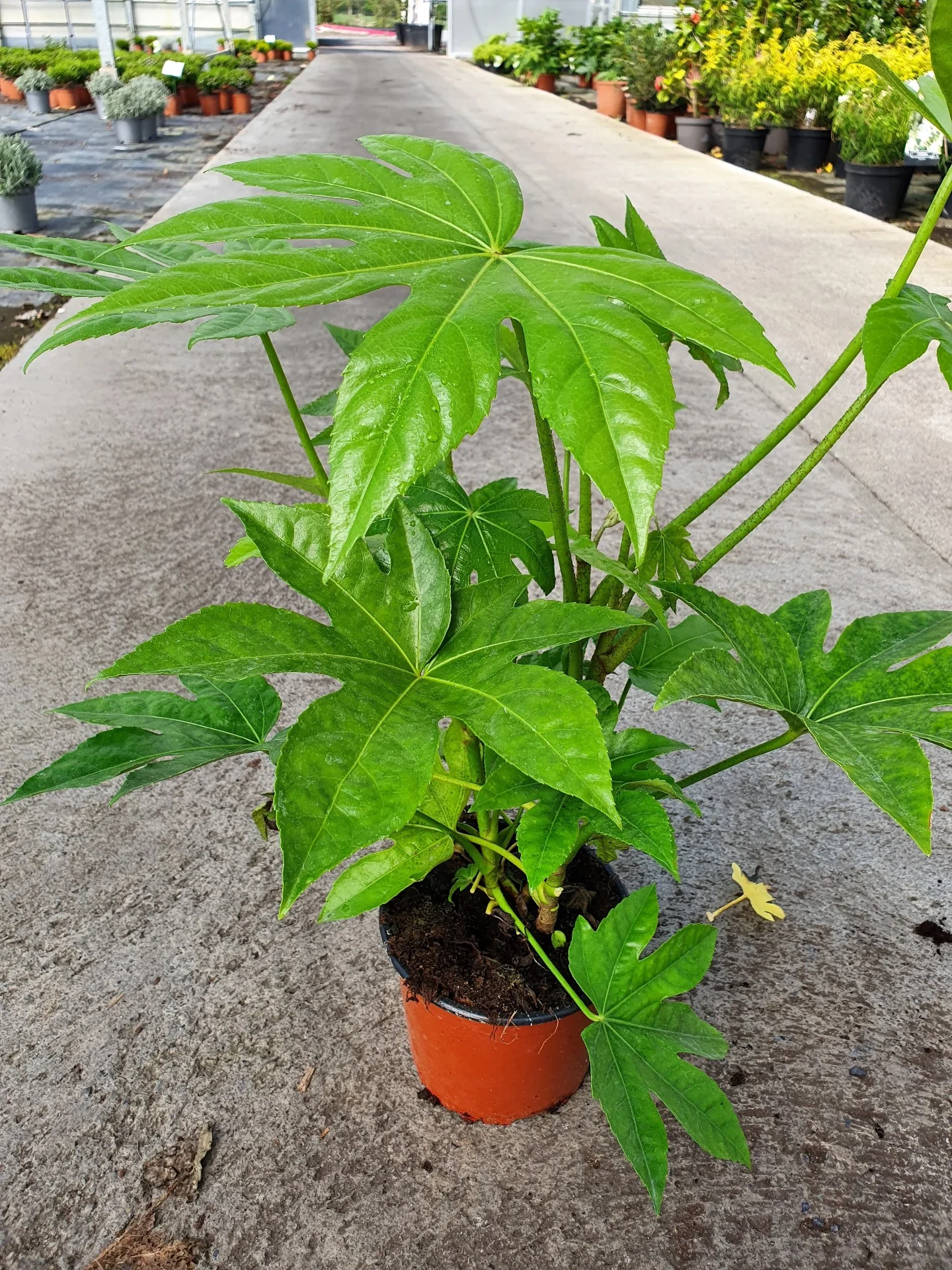 FATSIA japonica - Image 2