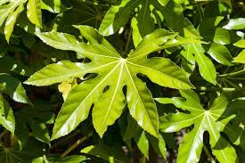 Fatsia japonica
