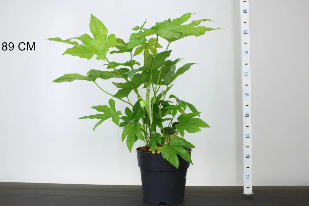 Fatsia japonica - Image 2