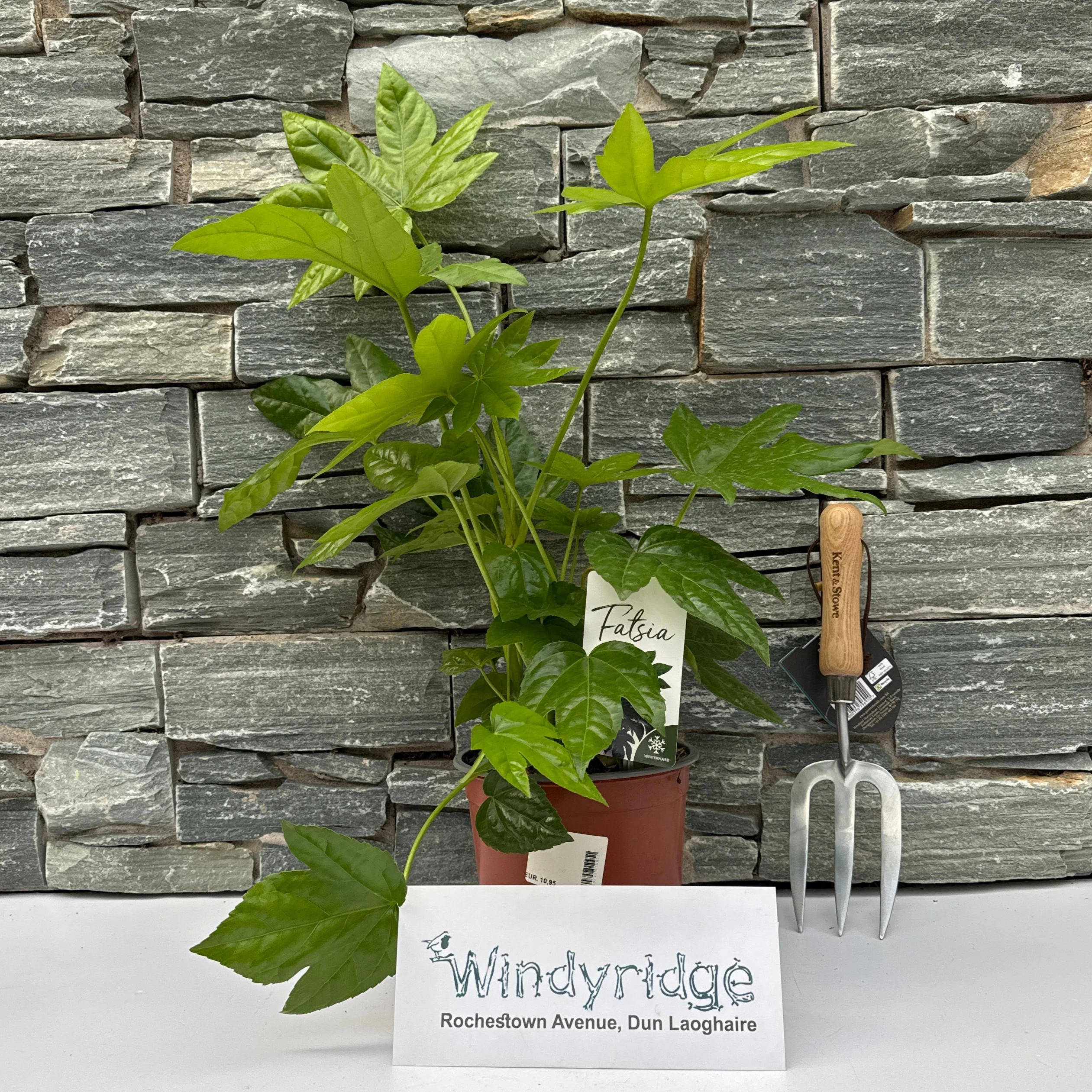 Fatsia japonica - Image 2