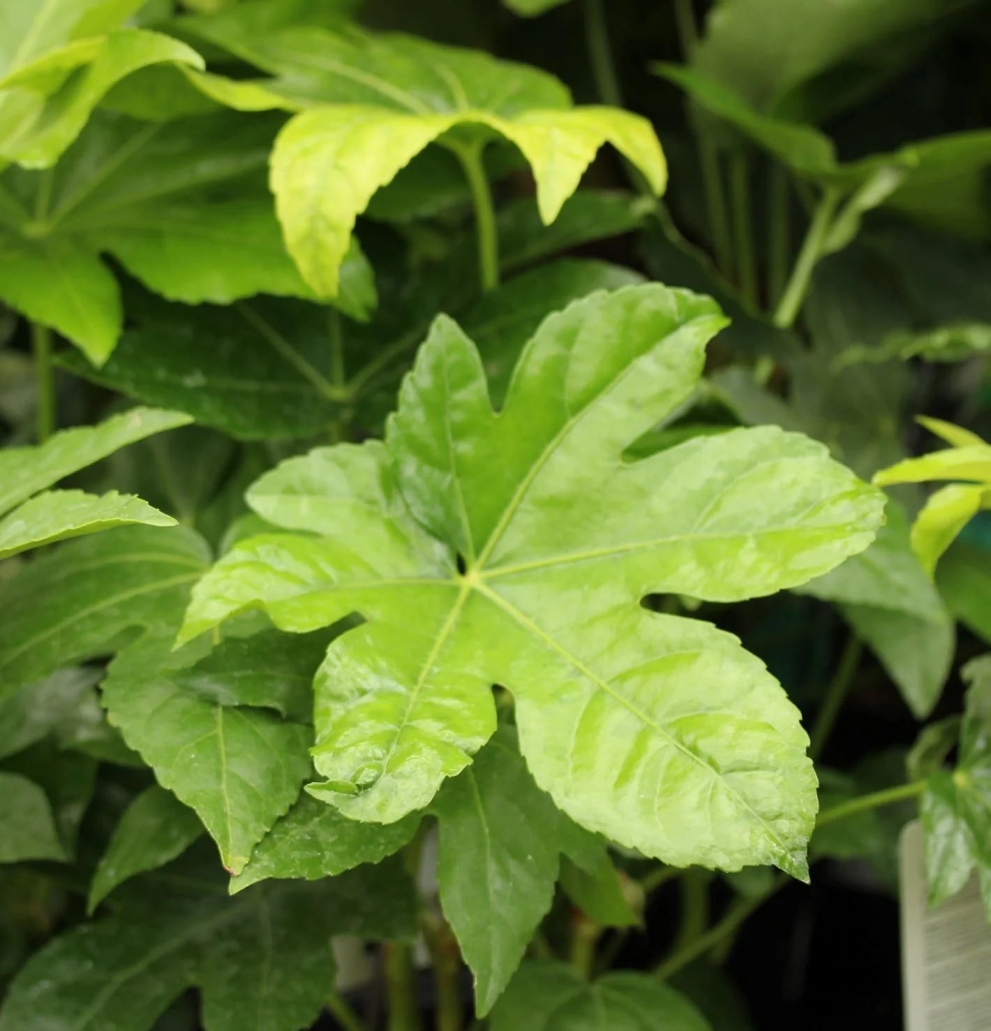 FATSIA JAPONICA CLT 15 / 18 H 60 - 80 CM - Image 2