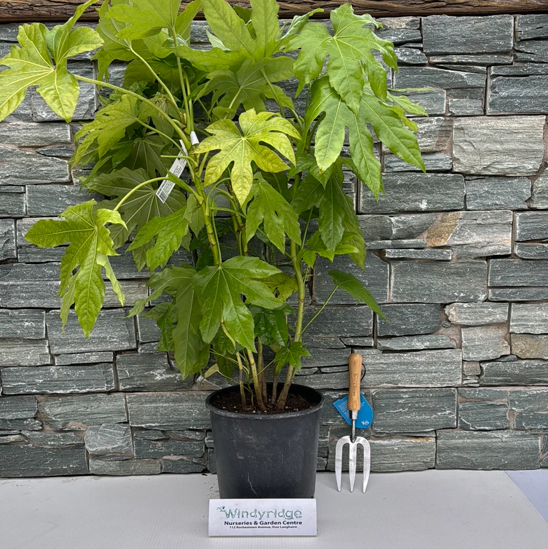 FATSIA japonica LV9 - Image 2