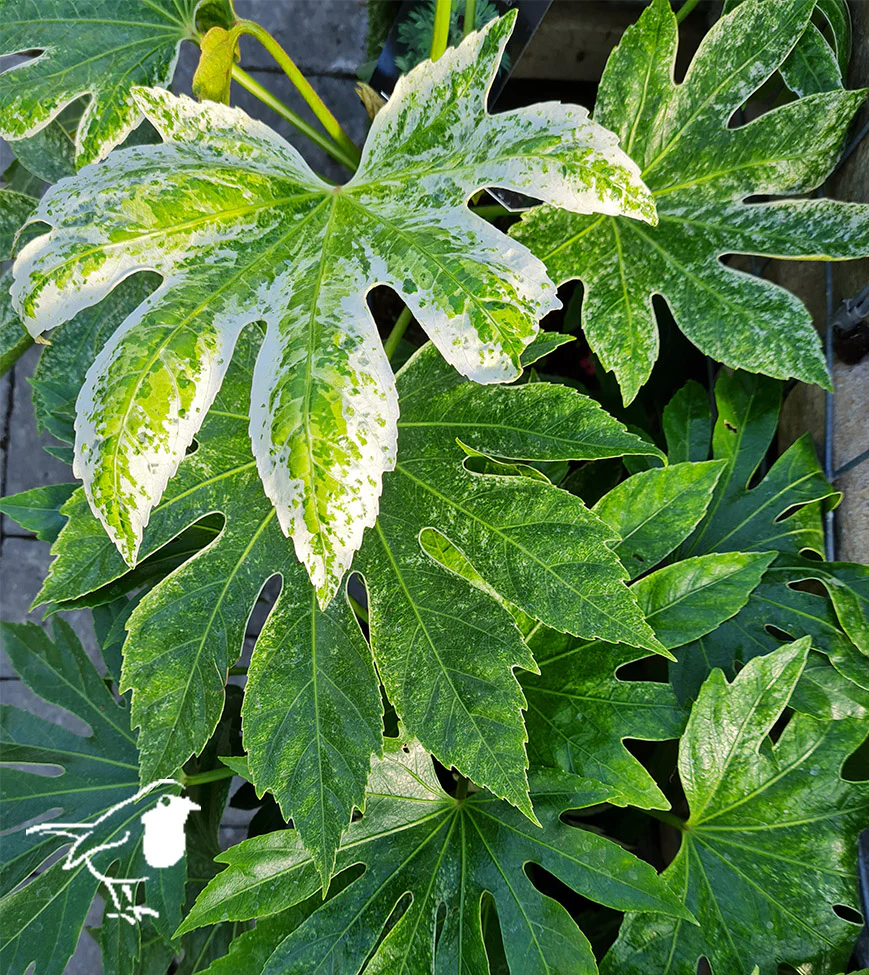 FATSIA JAPONICA SPIDERS WEB