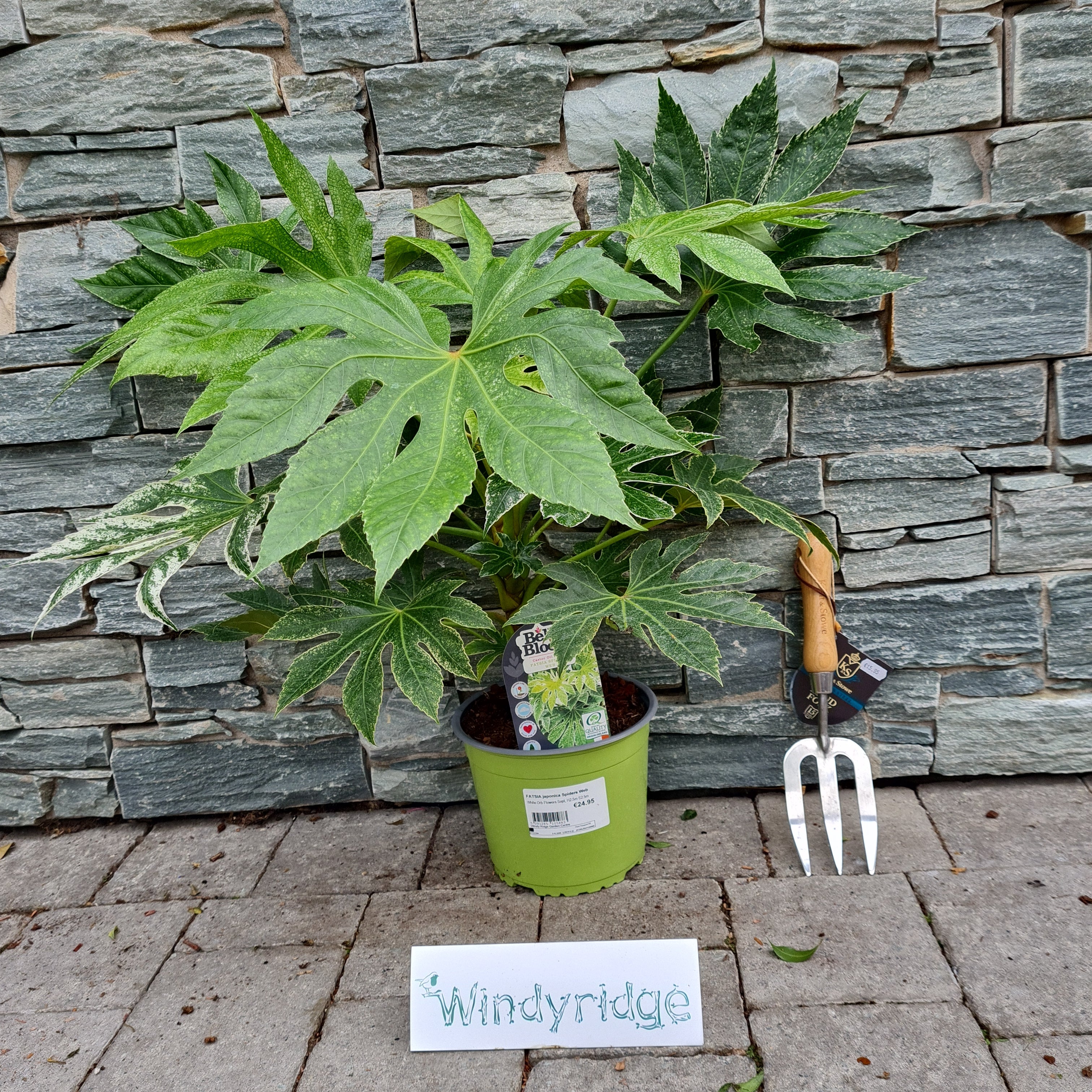 FATSIA japonica Spiders Web - Image 2