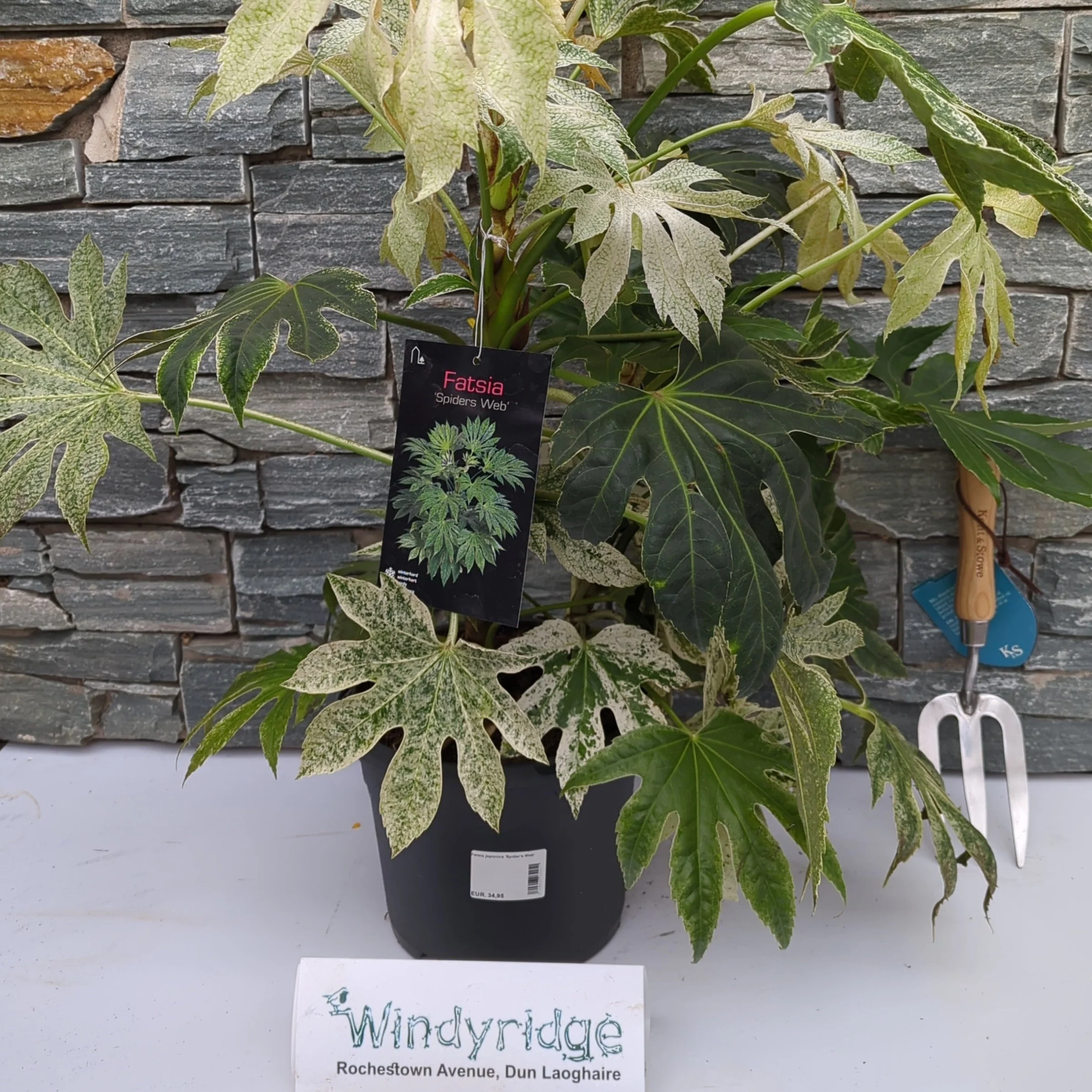 Fatsia japonica Spiders Web - Image 2