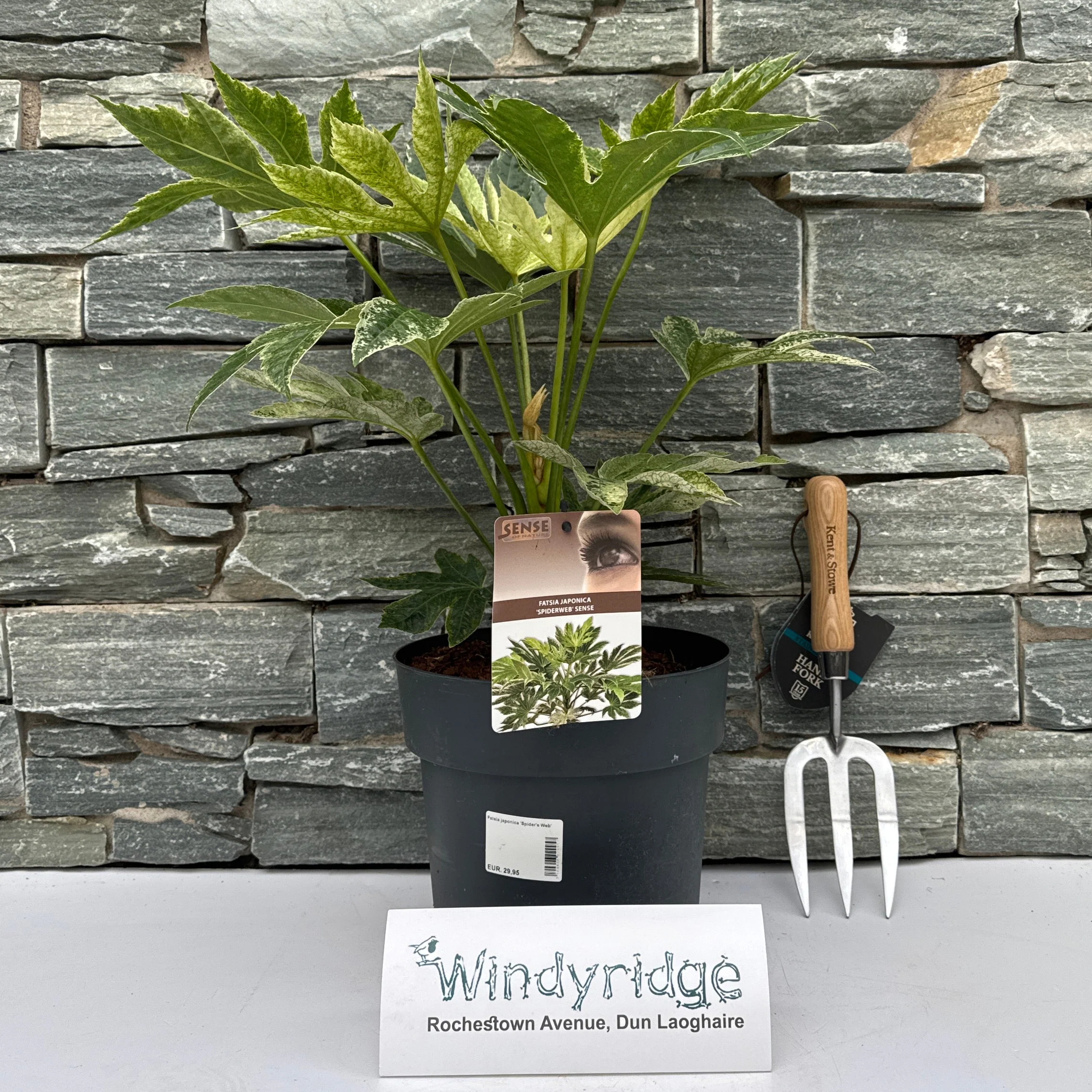 Fatsia japonica Spiders Web - Image 2
