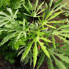 Fatsia polycarpa Green Fingers - Image 2