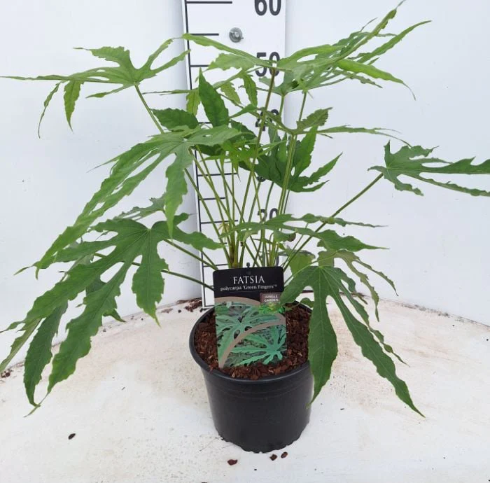 Fatsia polycarpa 'Greenfingers'Â® 4 Ltr pot - Image 3