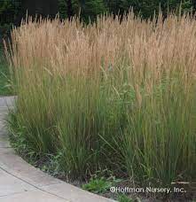 Feather Reed Grass (Calamagrostis Acutiflora Karl Foerster) - Image 4