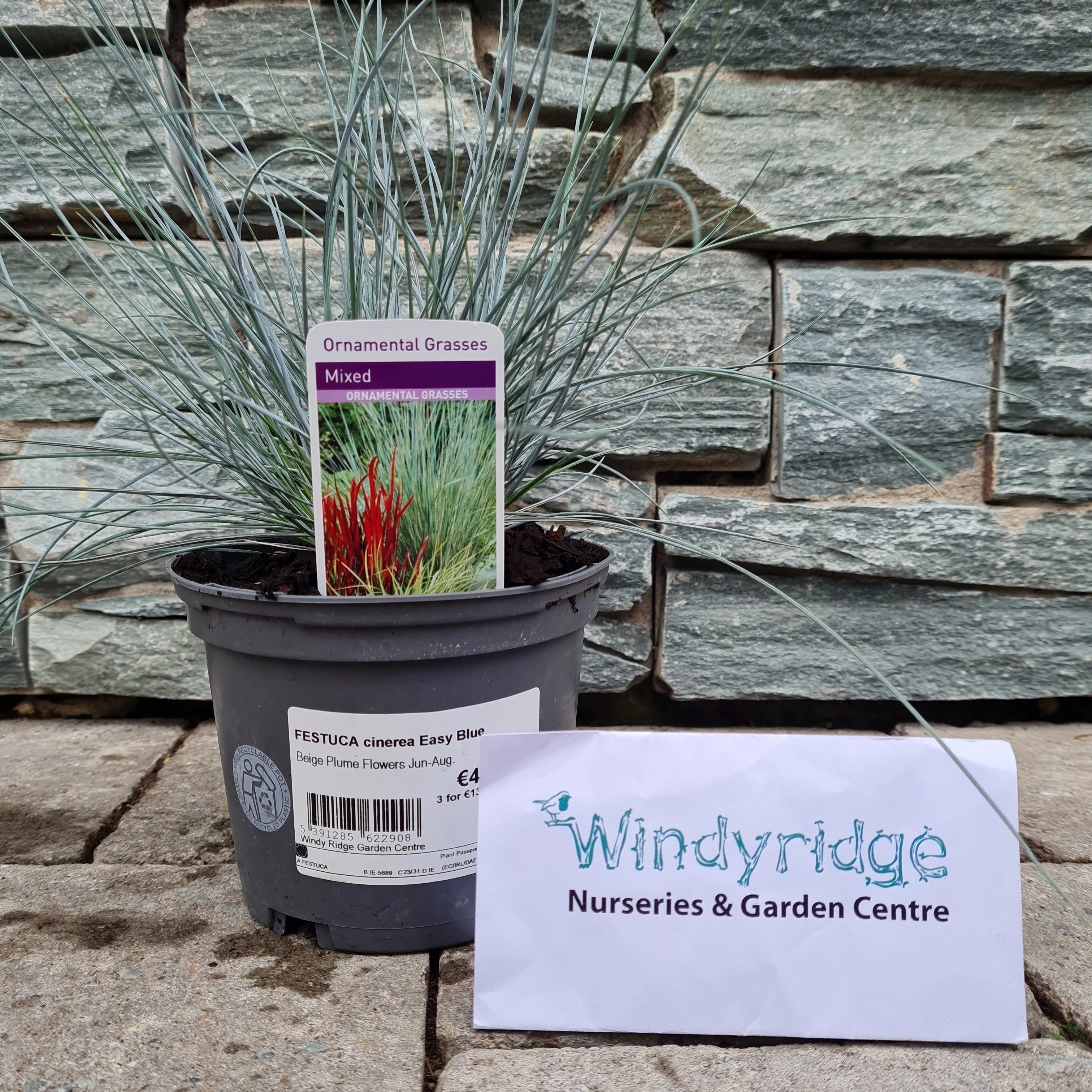FESTUCA cinerea Easy Blue - Image 2