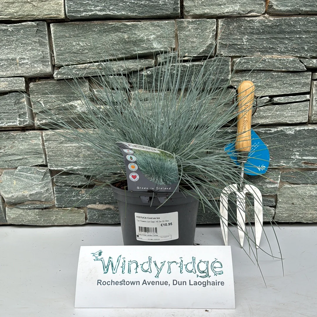 FESTUCA Cool as Ice - Image 2