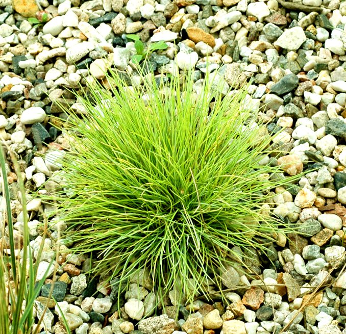 Festuca Glauca golden Toupee
