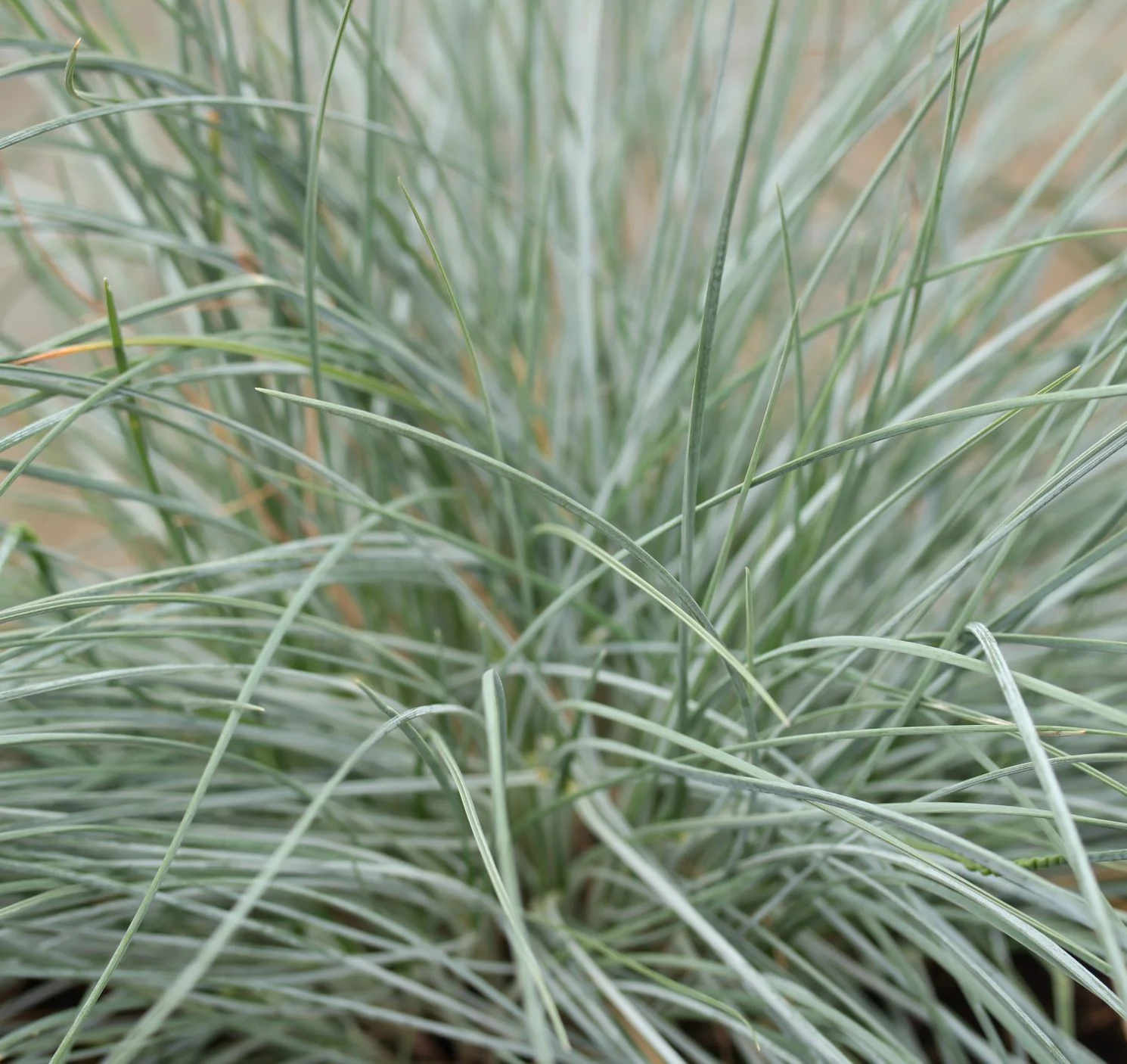 Festuca glauca Intens Blue