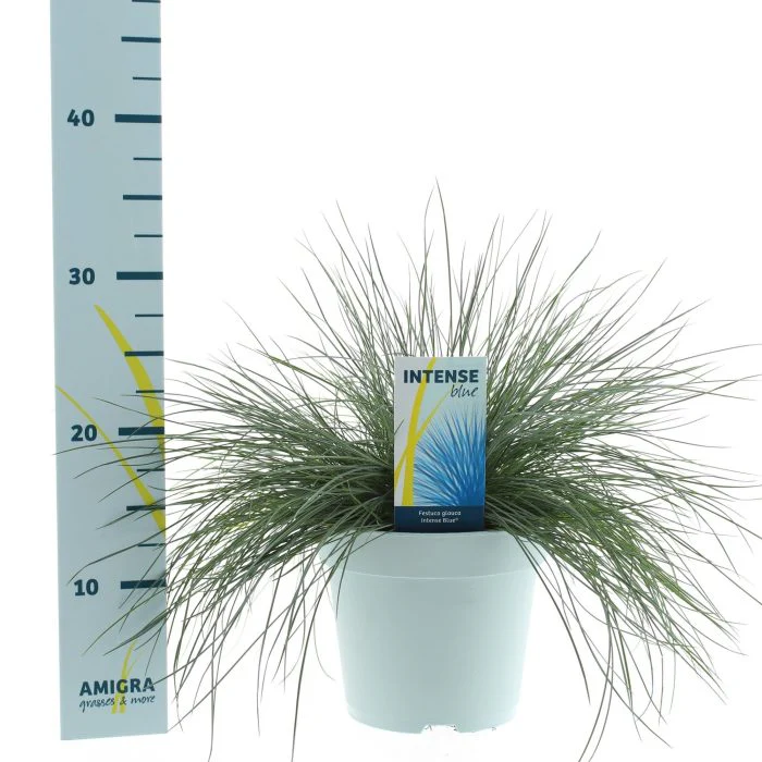 Festuca glauca Intens Blue