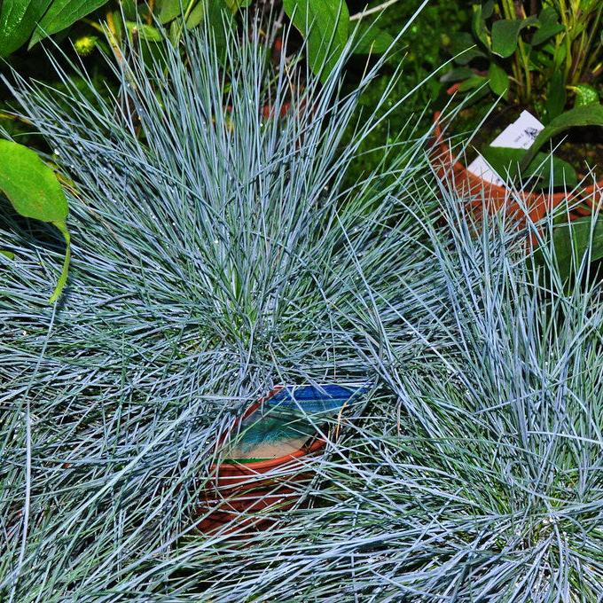 Festuca glauca  Intense Blue